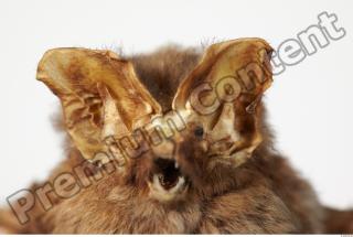 European Bat - Barbastella barbastellus 0005
